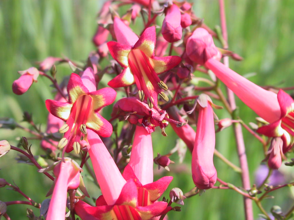 Phygelius capensis Fanfare 04.jpg